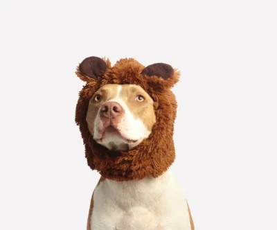 Dog Wool Hat