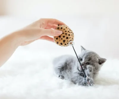 Cat Toy