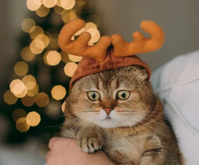 Cat Tiarra
