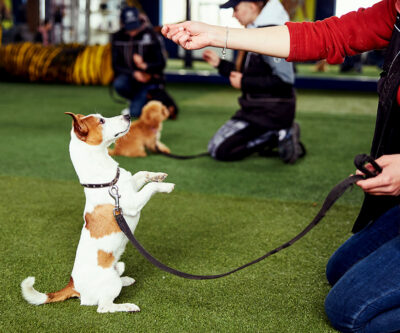 Dog Training Course [Online Classes]